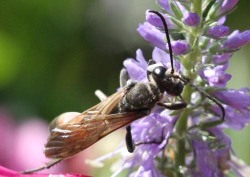 Sphex funerarius